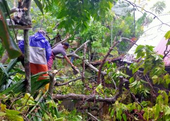Pohon tumbang di Padang. (Dok. BPBD Padang)