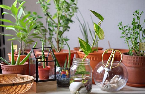 tanaman hias batusangkar