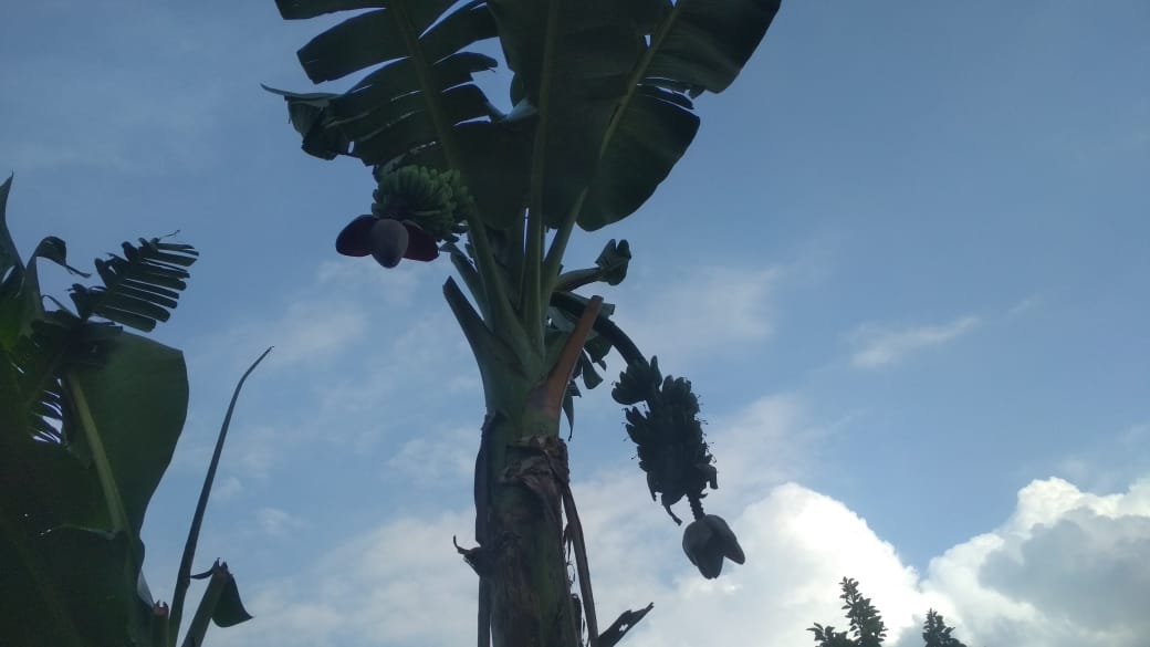 Aneh, Pisang di Agam Berbuah dengan 2 Tandan