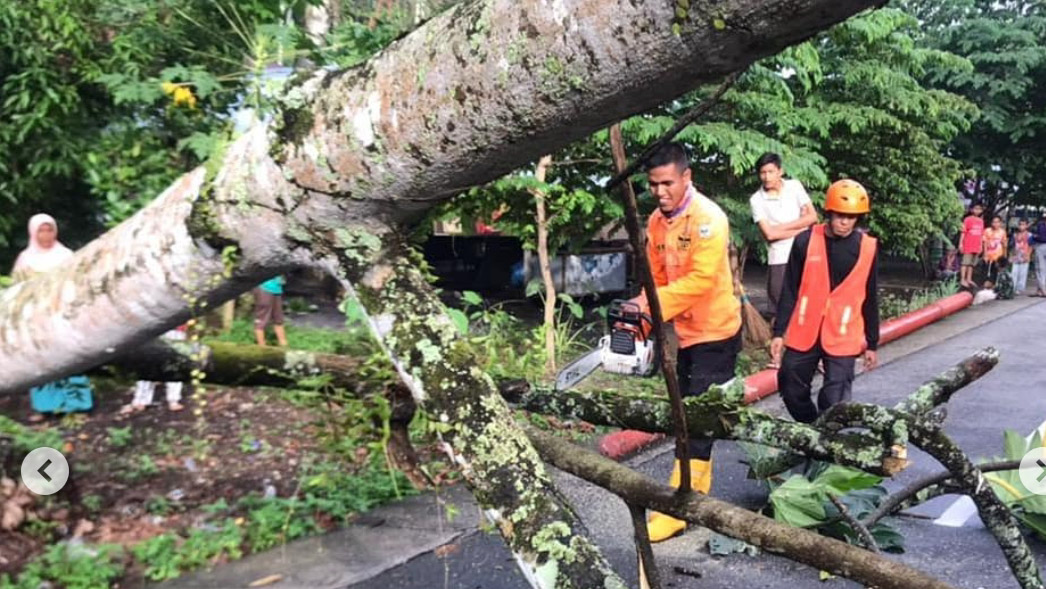 Pohon Tumbang Tutup Jalan Menuju BIM, Petugas Lakukan Evakuasi