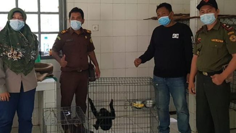 Jaksa Serahkan 2 Owa Ungko Selundupan ke BKSDA Sumbar