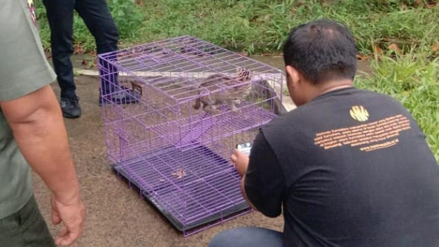 Ditemukan di Rumah Warga, Seekor Kucing Hutan Dilepas BKSDA di Kawasan Unand