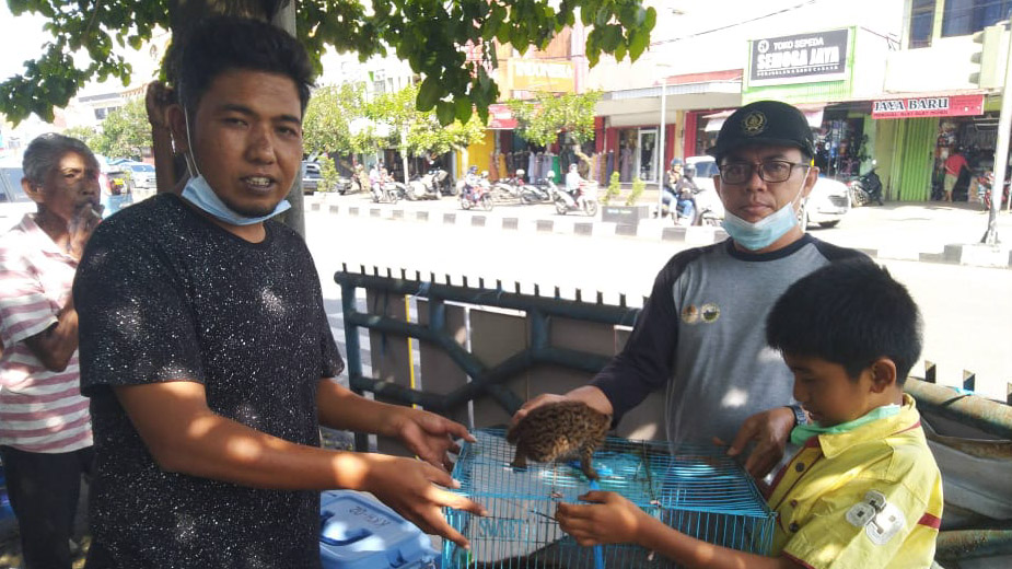 Sempat Dikira Macan Dahan, 3 Kucing Hutan Diserahkan Warga Payakumbuh ke BKSDA