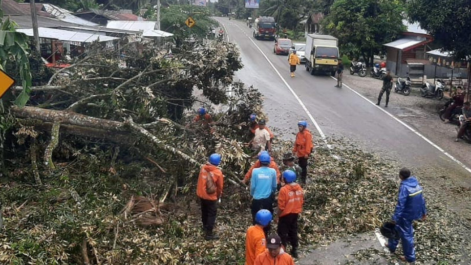 Pohon Tumbang Timpa Mobil Pikap di Jalan Padang-Bukittinggi