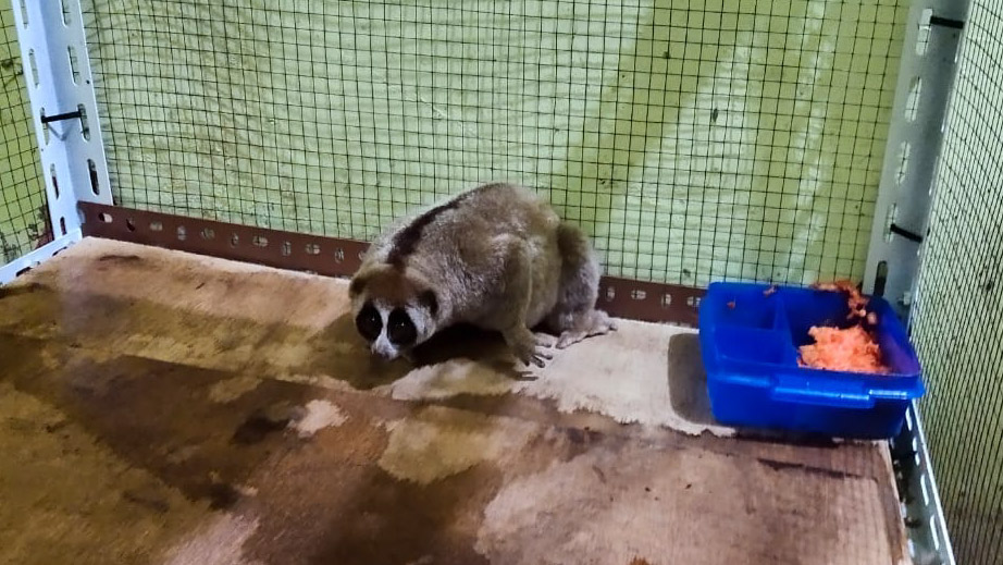 BKSDA Bukittinggi Evakuasi Kukang yang Sempat Masuk ke Mobil Warga