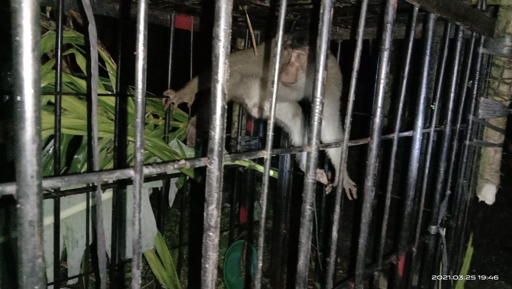 Resahkan Warga dan Serang Siswa Sekolah, Seekor Beruk Ditangkap BKSDA Agam