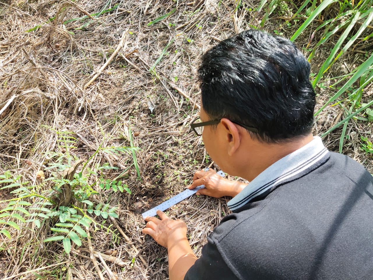 Penyerang Kerbau di Tilatang Kamang, BKSDA: Diduga Macan Dahan
