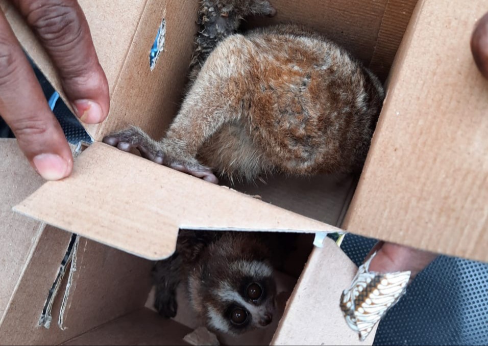 Disembunyikan Dalam Kotak Lampu, Pelaku Perdagangan Kukang Ditangkap