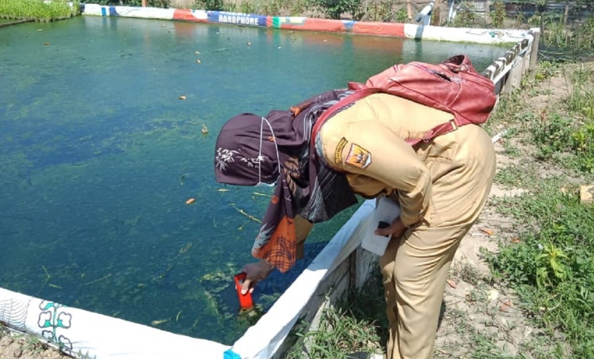 Pangsa Pasar Bagus, Jumlah Kolam Budidaya Perikanan di Pariaman Naik