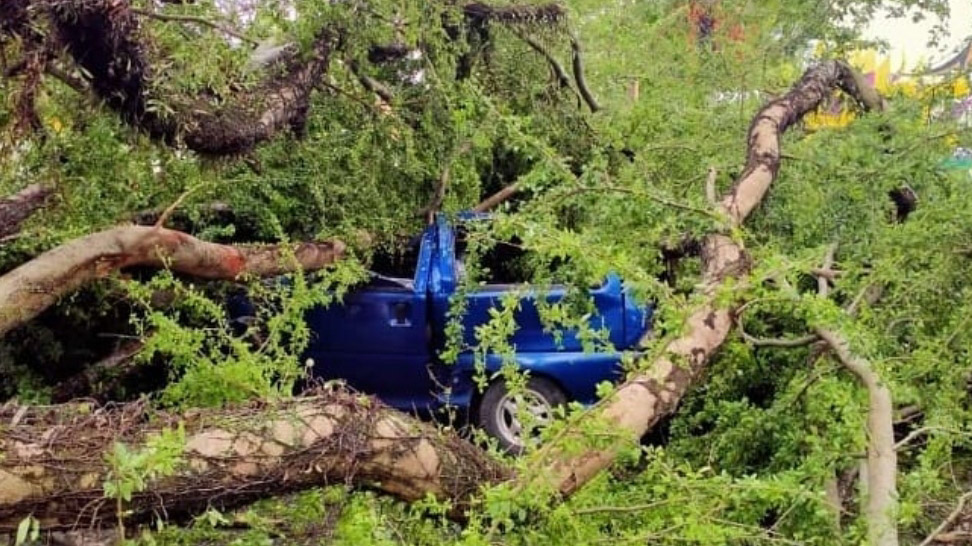 Pohon Tumbang Timpa Mobil dan Sepeda Motor di Padang