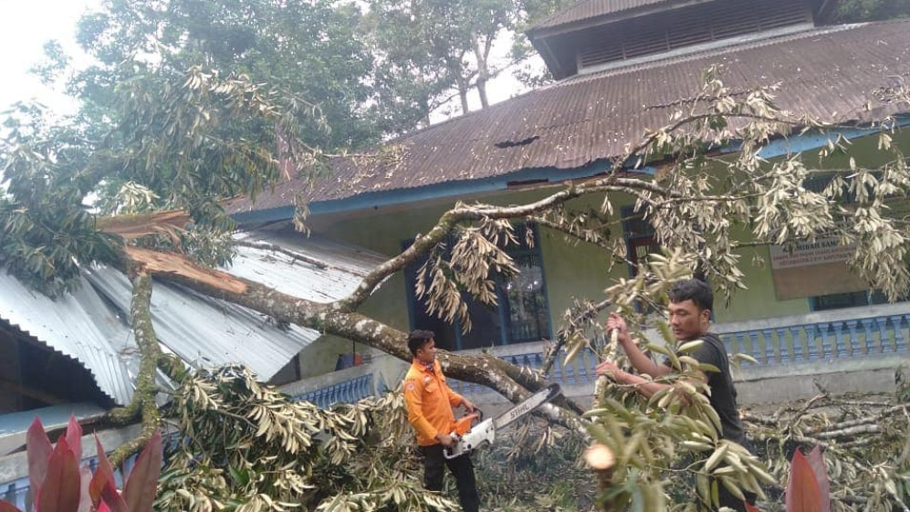 Pohon Tumbang Juga Timpa Musala di Padang Pariaman, Kerugian Capai Pulujan Juta