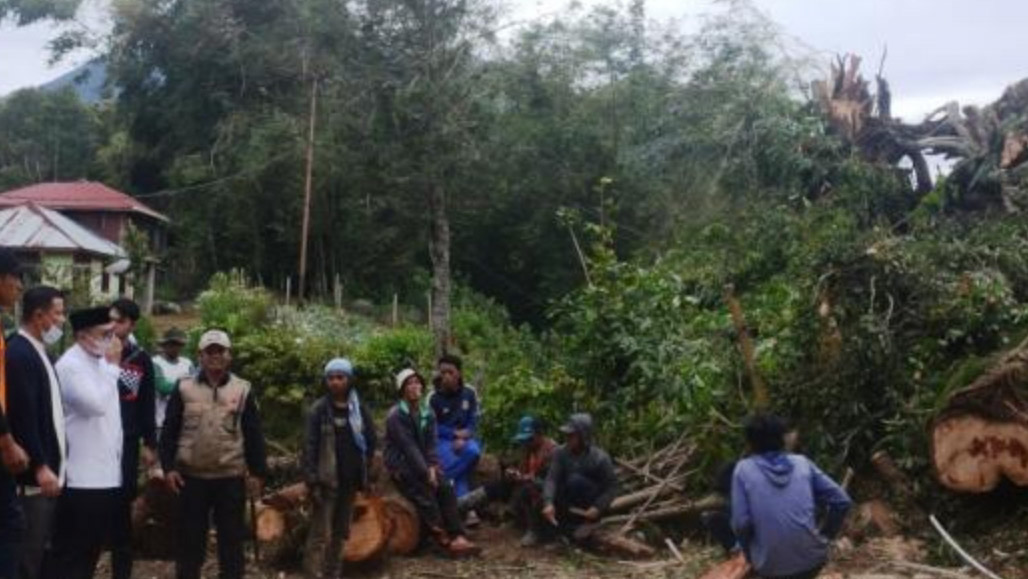 Cerita Warga Tanah Datar Lihat Rumahnya Tertimpa Pohon Berusia Ratusan Tahun