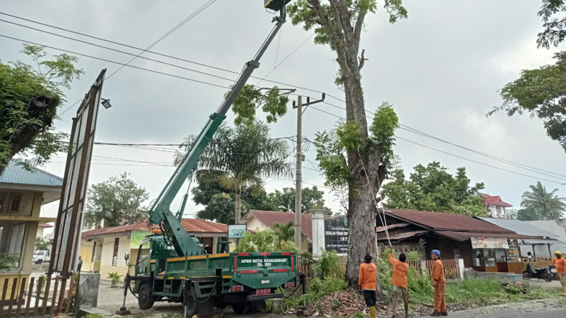 Pohon di Depan Kampus Dikhawatirkan Tumbang, DLH Payakumbuh Turun Tangan