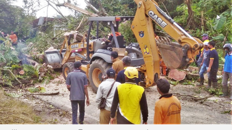 Pohon Beringin di Payakumbuh Tumbang, Petugas Lakukan Penanganan