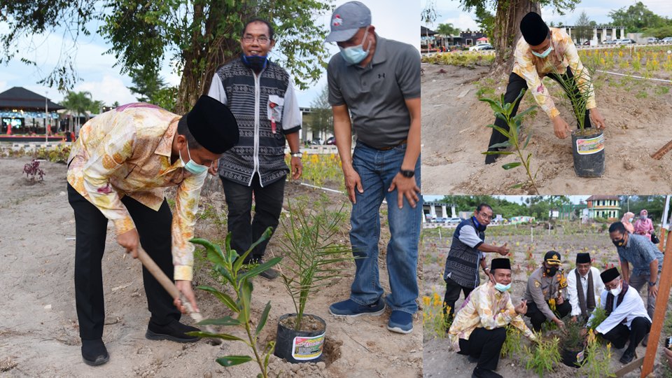 100 Bibit Pohon Kurma Ditanam di Pantai Kata Kota Pariaman
