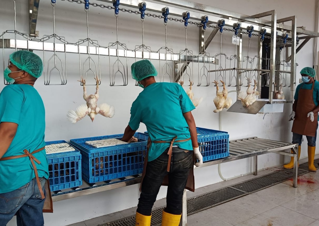 Miliki Mesin Modern, RPU Padang Mampu Tampung 50 Ton Daging Ayam