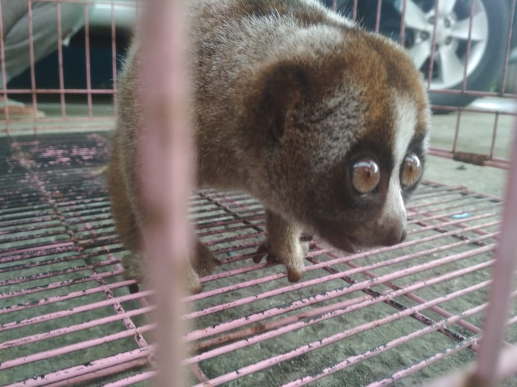 BKSDA Bukittinggi Selamatkan Kukang yang Nyaris Dimangsa Anjing