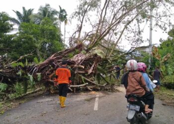 Pohon tumbang akibat cuaca ekstrem di Pasaman Barat. (foto: Ian/langgam.id)