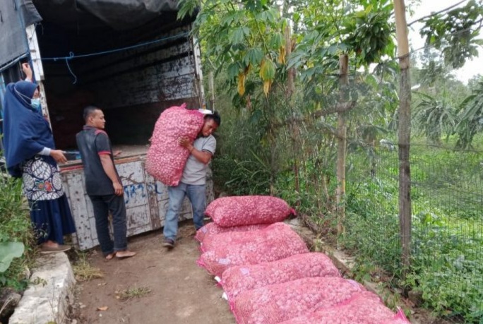 7 Ton Bantuan Benih Bawang Putih Didistribusikan di 13 Keltan di Agam