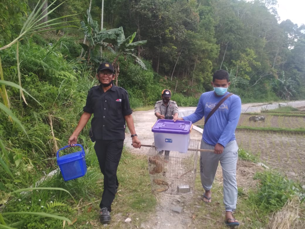 BKSDA Bukittinggi Lepasliarkan 3 Ekor Satwa Dilindungi ke Cagar Alam Batang Palupuh