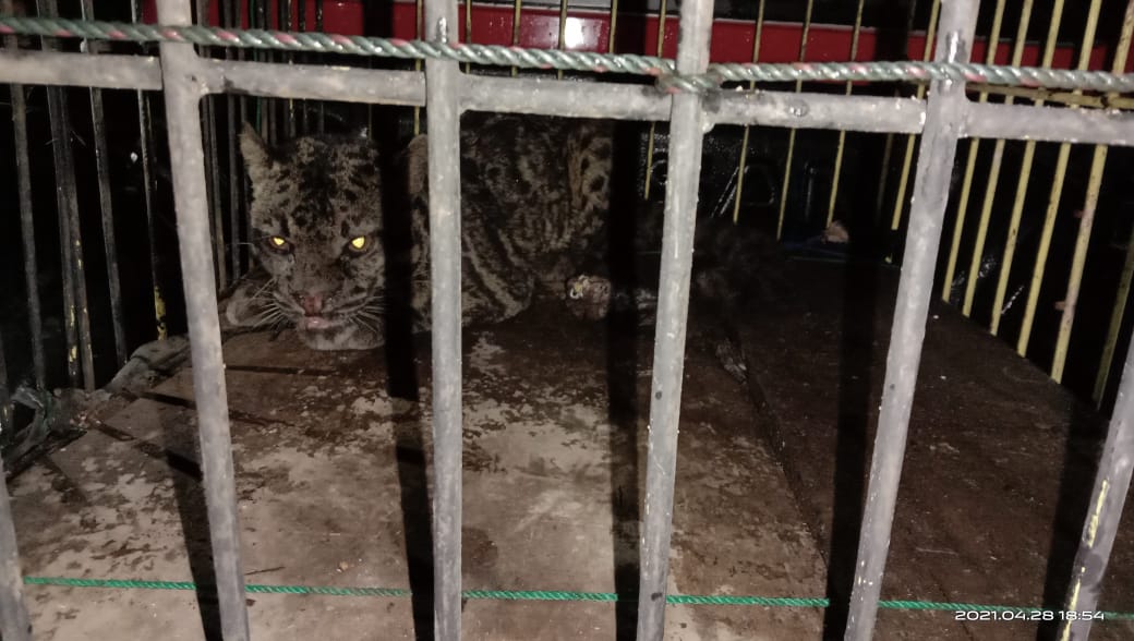 BKSDA Lepasliarkan Macan Dahan yang Dievakuasi dari Rumah Warga di Pasbar