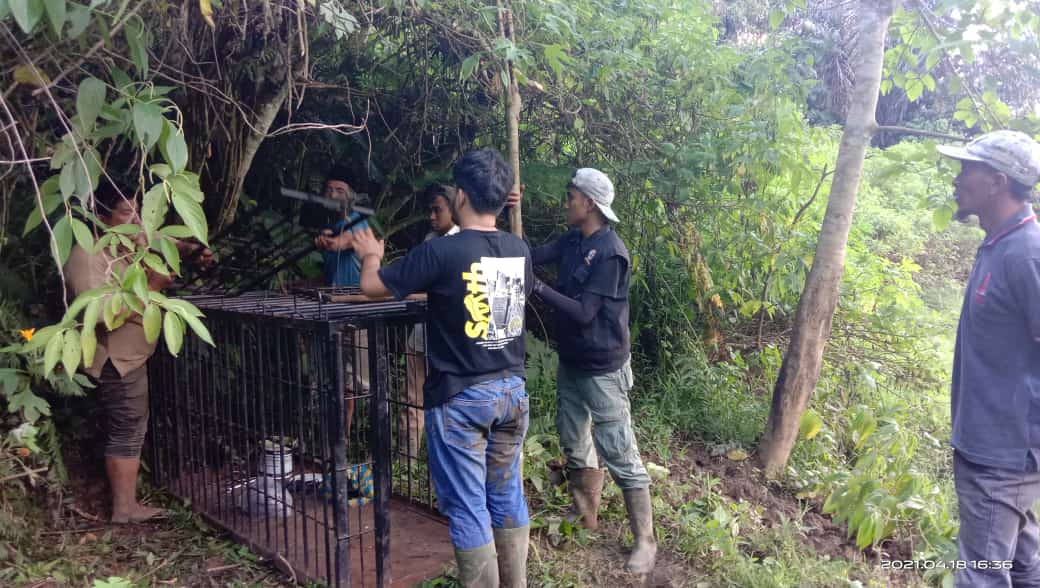Ditemukan Jejak Baru Harimau di Agam, BKSDA Pasang 2 Perangkap