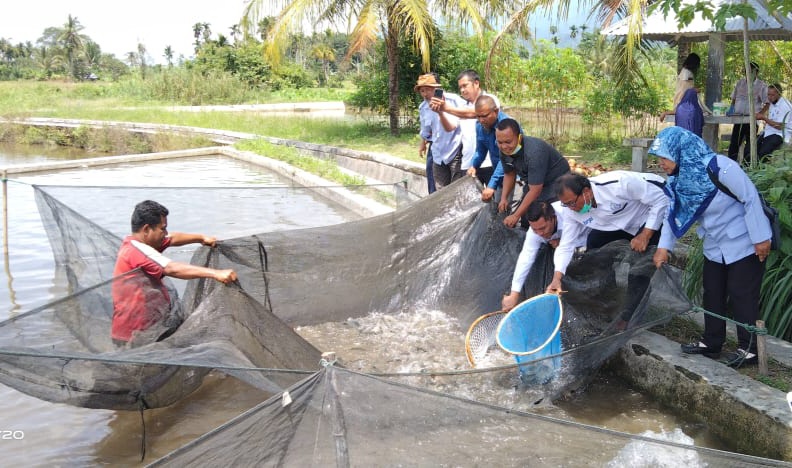 Pasaman Disiapkan Jadi Sentra Produksi Ikan Mas Unggul di Sumatra