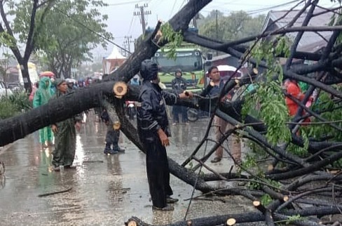 Lebih 50 Pohon Tumbang di Padang Akibat Cuaca Ekstrem, Timpa Rumah hingga Rusak Kabel Listrik