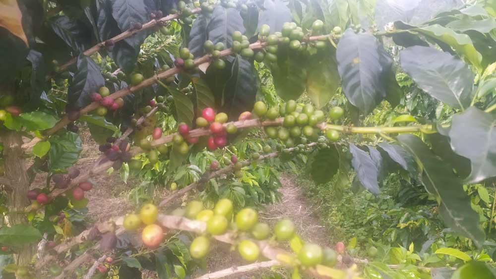 Pengembangan Perhutanan Sosial, Kopi Sumbar Tembus Pasar Ekspor Amerika