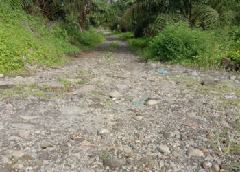 Jalan penghubung Kecamatan Luhak Nan Duo dengan Kecamatan Kinali. (foto: Ian/langgam.id)