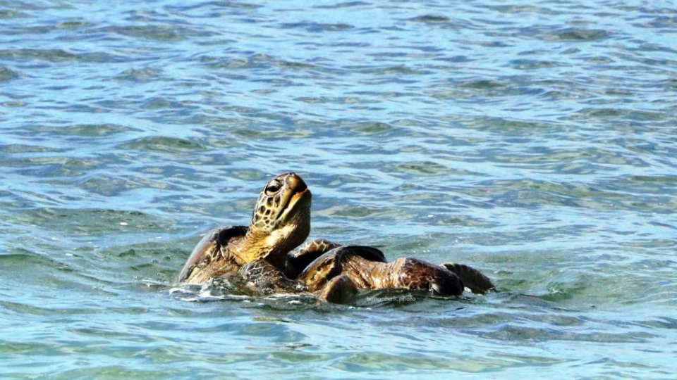 Melihat Proses Kembangbiak Penyu di Pulau Angso Duo