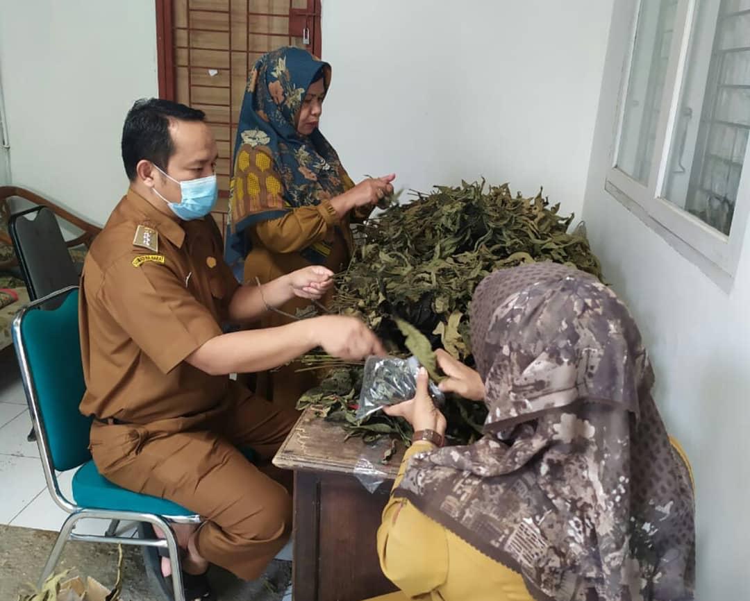 Berkhasiat, Kecamatan Payakumbuh Timur Segera Bagikan Tanaman Ini ke Pasien Covid-19