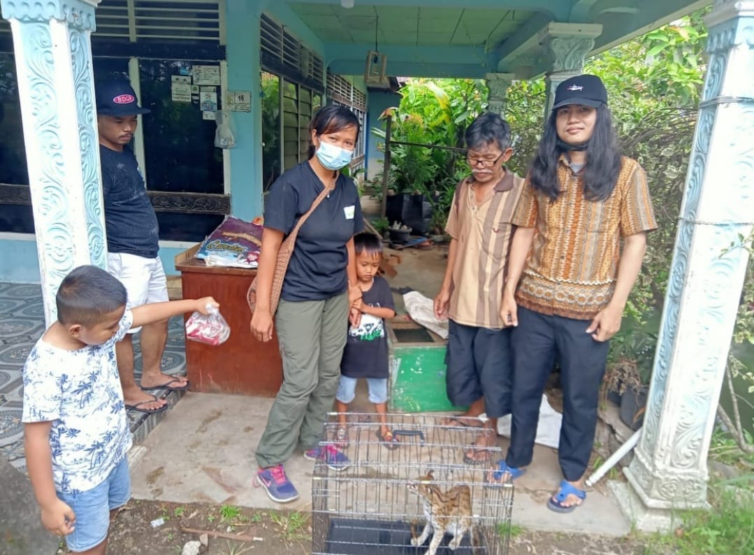 Masuk Gedung Pekantoran, BKSDA Solok Amankan Seekor Kucing Hutan