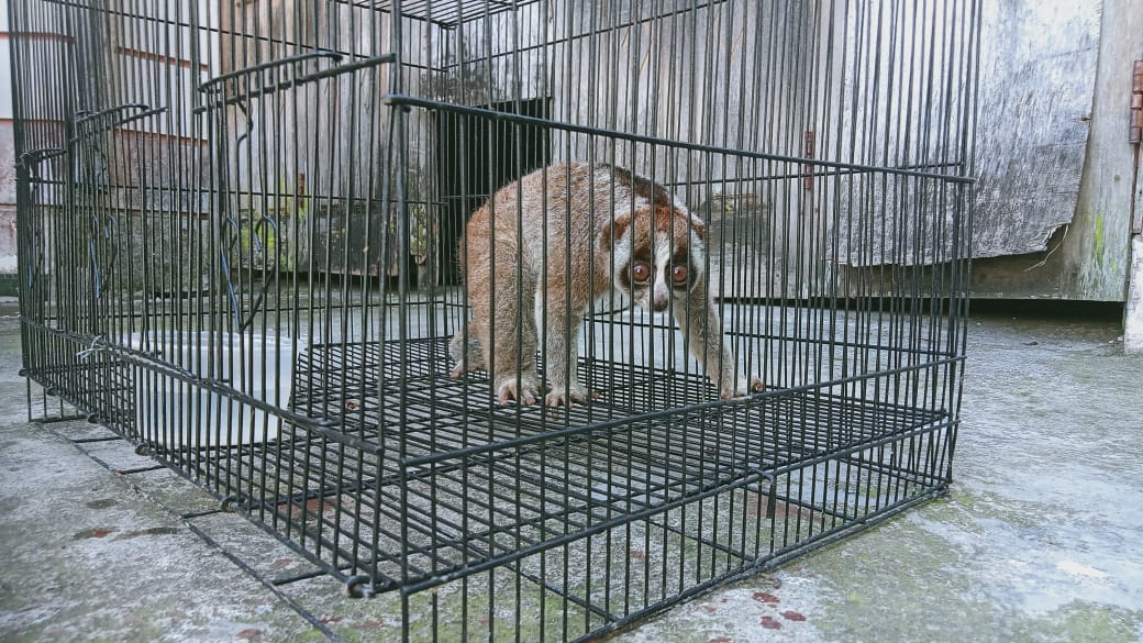 BKSDA Bukittinggi Evakuasi Kukang yang Ditemukan di Rumah Warga 