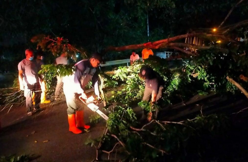 Akibat Lapuk, Sebuah Pohon Tumbang Hambat Akses Jalan di Padang 