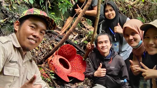 Rafflesia arnoldii ditemukan mekar di Kecamatan Palupuh. (foto: KW/langgam.id)
