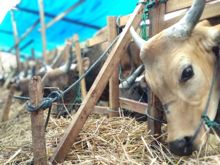 Kepala Dinas Pertanian Kota Padang, Yoice Yuliani mengatakan bahwa jelang Ramadan, terjadi peningkatan pemotongan sapi di Kota Padang,