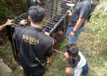 BKSD Sumbar Resort Agam memasang perangkap di lokasi munculnya beruang di daerah Gantiang, Jorong Pasa Palembayan, Nagari Ampek Koto Palembayan. (foto: BKSDA Sumbar)