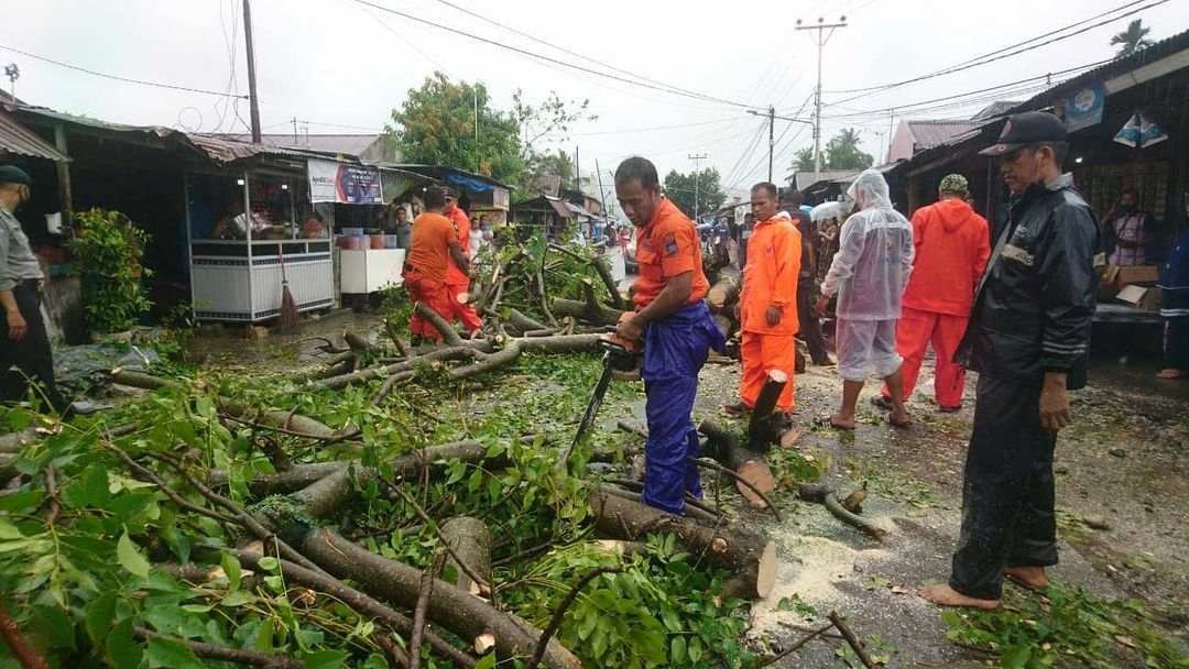 Hujan Deras dan Angin Kencang Sejak Pagi, 16 Pohon Tumbang di Kota Padang