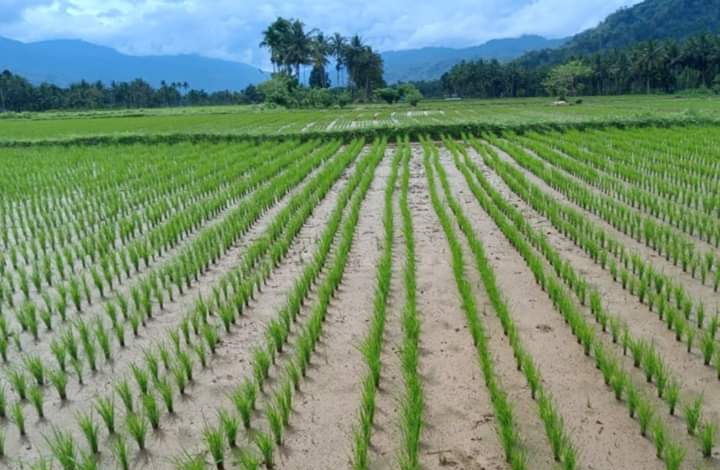 Tingkatkan Produksi Padi, Sistem Tanam Jajar Legowo Dikembangkan di Pessel