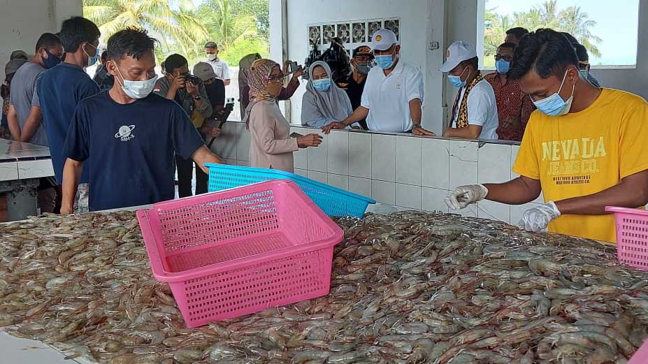 Karantina Sumbar Lakukan Pengujian Hama Penyakit Ikan, Cegah Penyebaran Virus IHHNV
