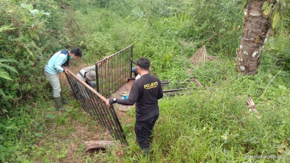 Langgam.id-BKSDA pasang perangkap