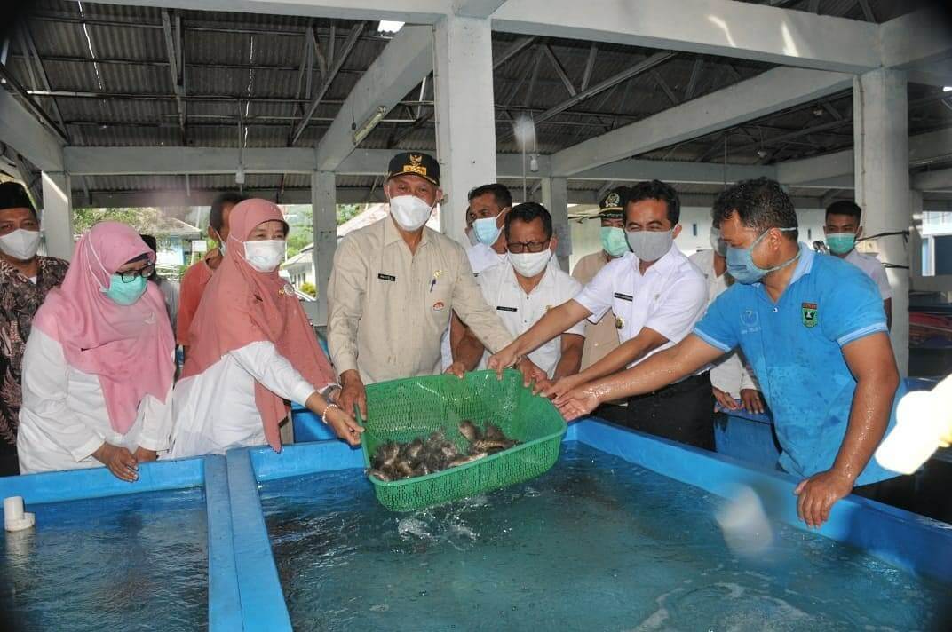 Langgam.id-Ikan kerapu