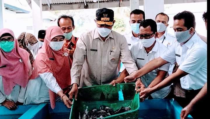 budidaya kerapu pessel