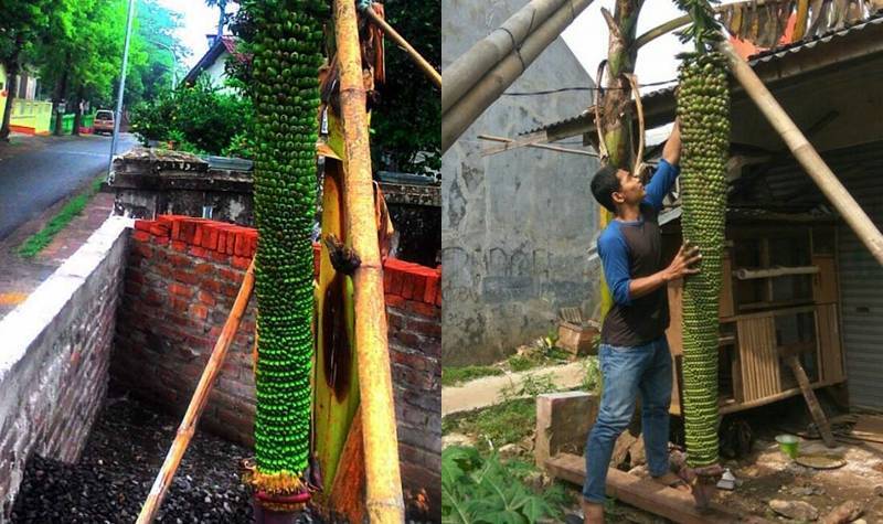 Pisang terpanjang