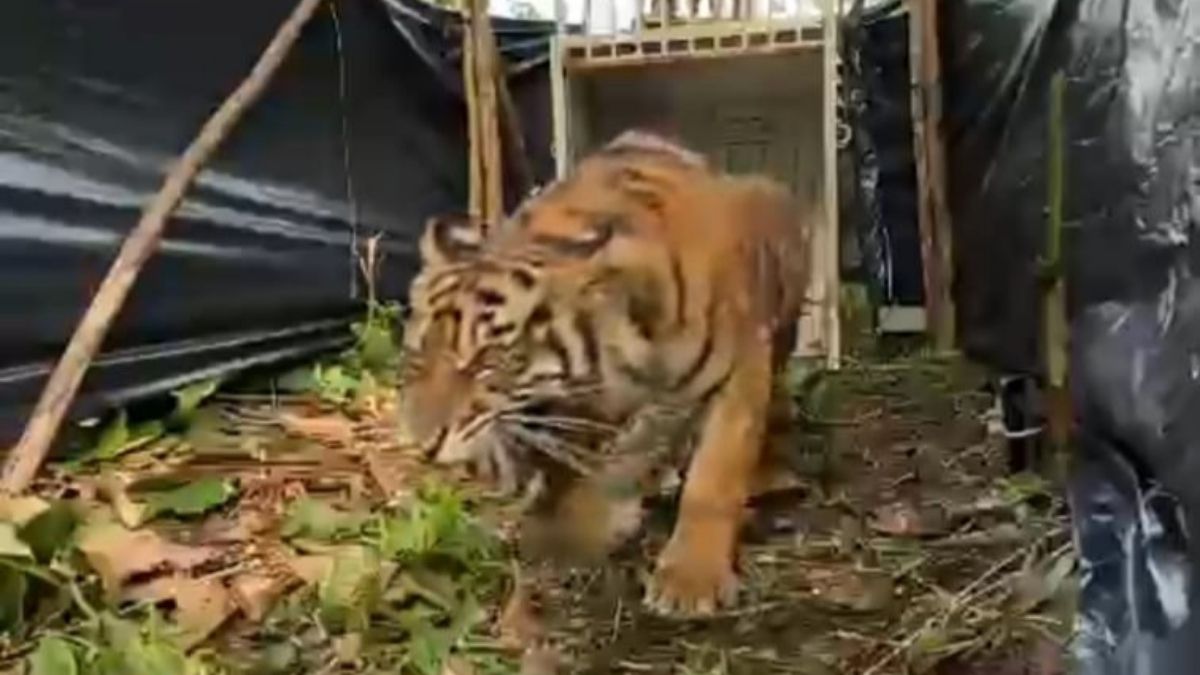 Langgam.id-harimau di pasbar