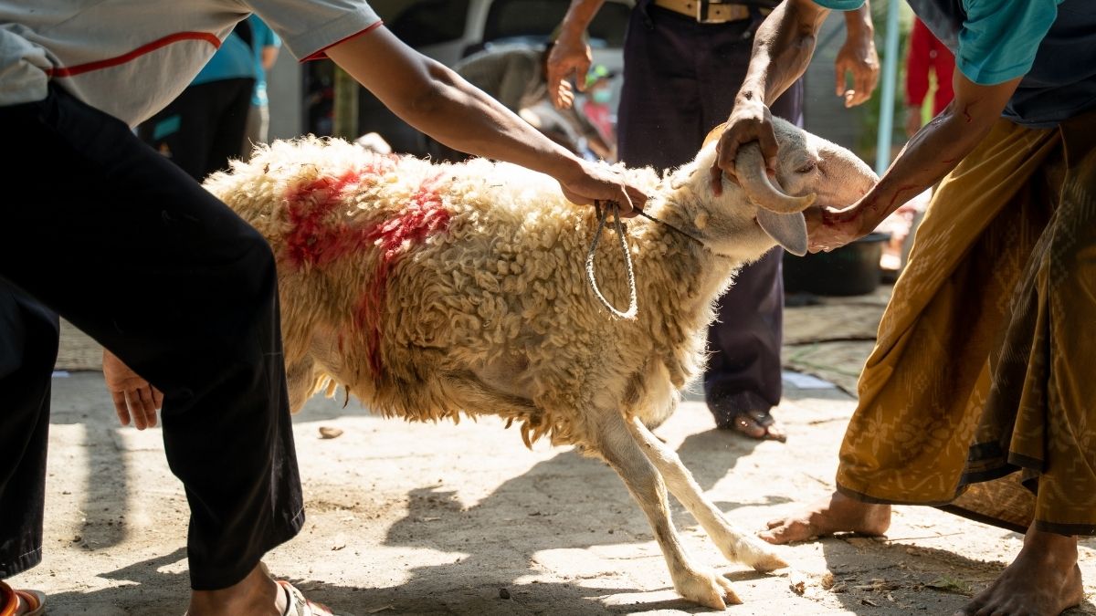 penyembelihan hewan kurban