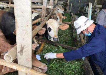 Pemeriksaan hewan kurban di Padang Panjang. (Foto: Diskominfo Kota Padang Panjang)