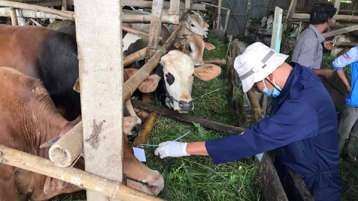 Jumlah Hewan Kurban di Agam Diprediksi Turun