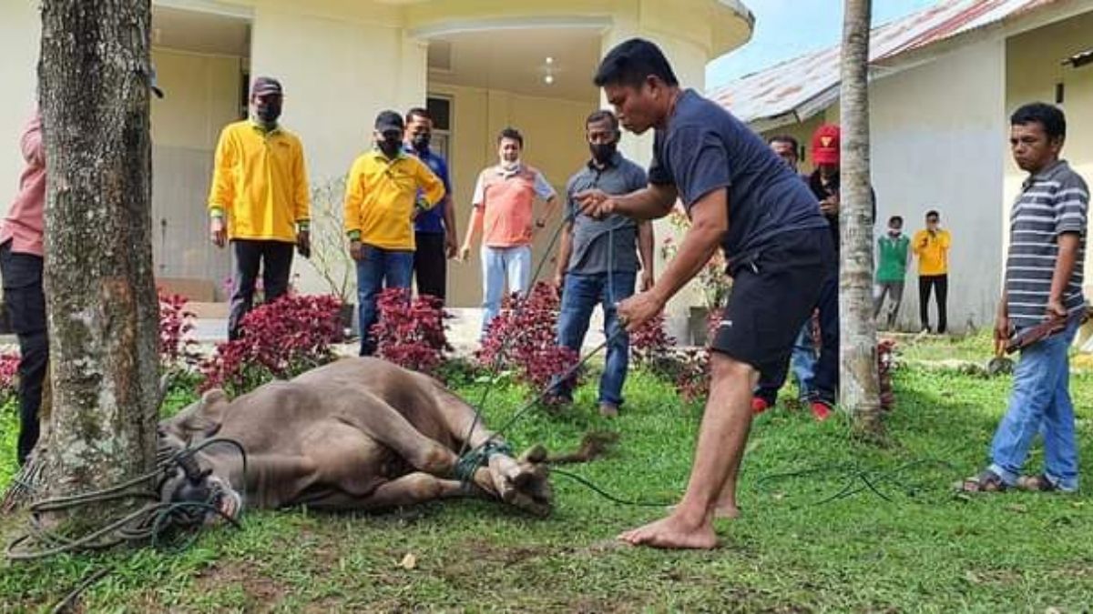 Langgam.id-penyembelihan hewan kurban
